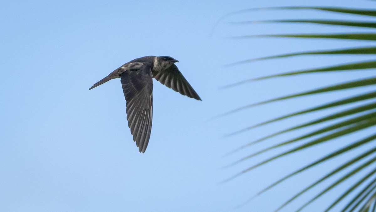 Hirondelle noire - ML645231104