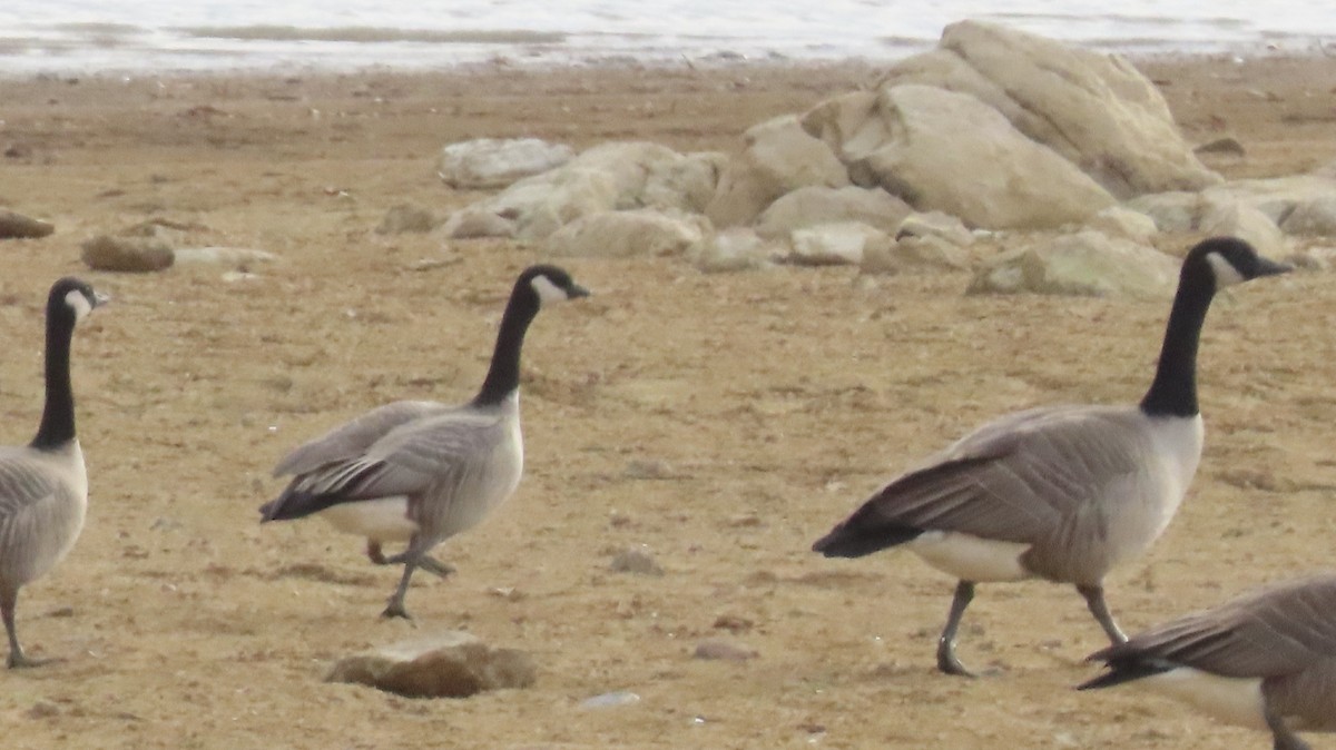 berneška malá - ML645231110