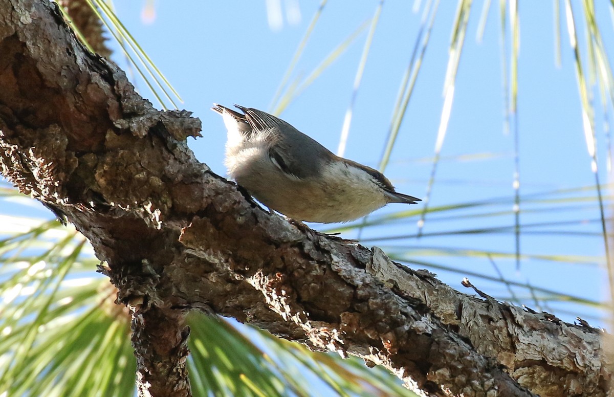 Sittelle à tête brune - ML645231117