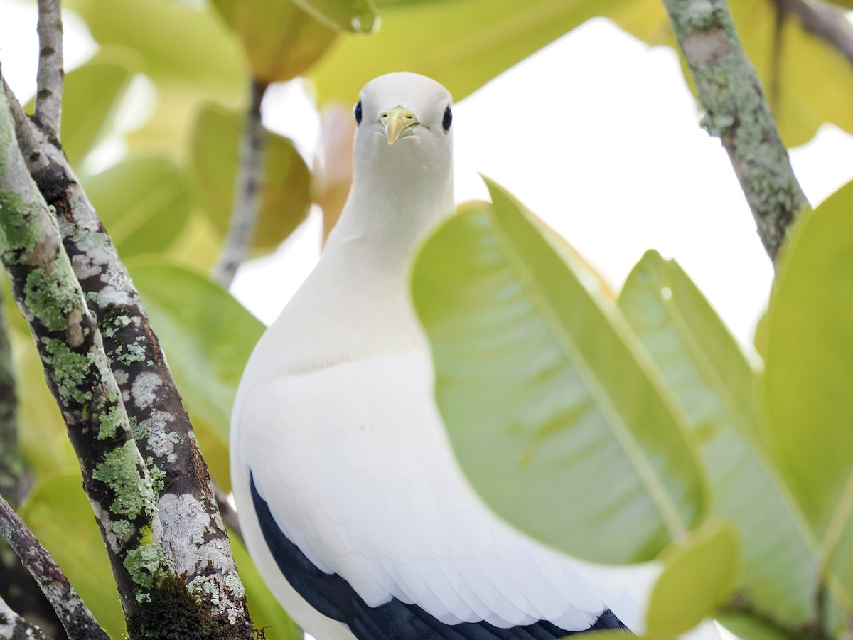 Carpophage argenté - ML645231118