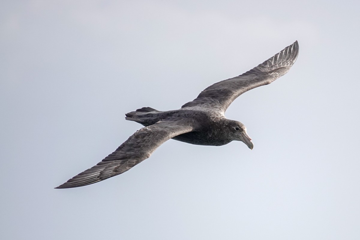 Southern Giant-Petrel - ML645231119