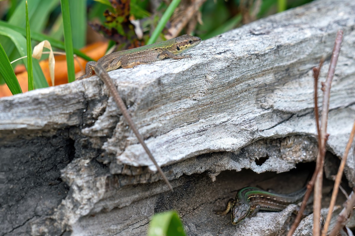 Italian Wall Lizard - ML645231121