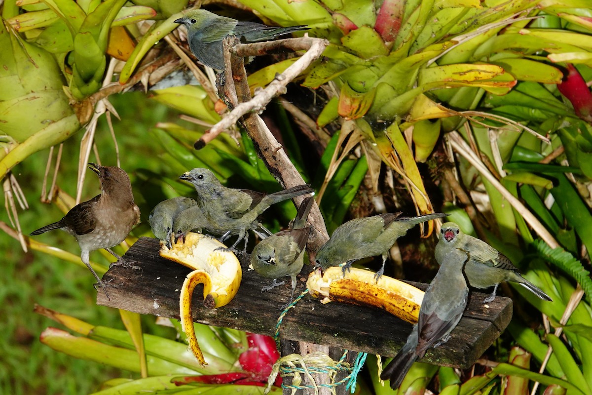 Tangara des palmiers - ML645231141