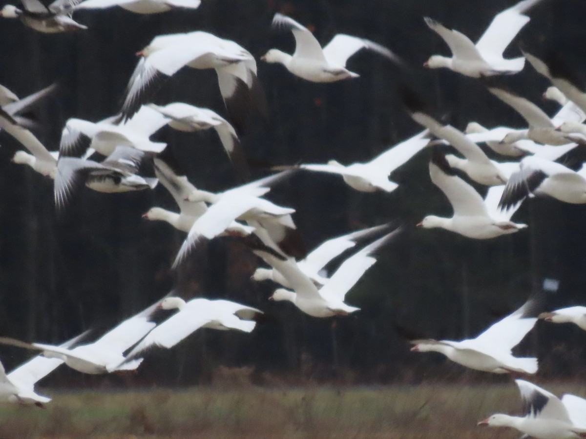 husa sněžní - ML645231147