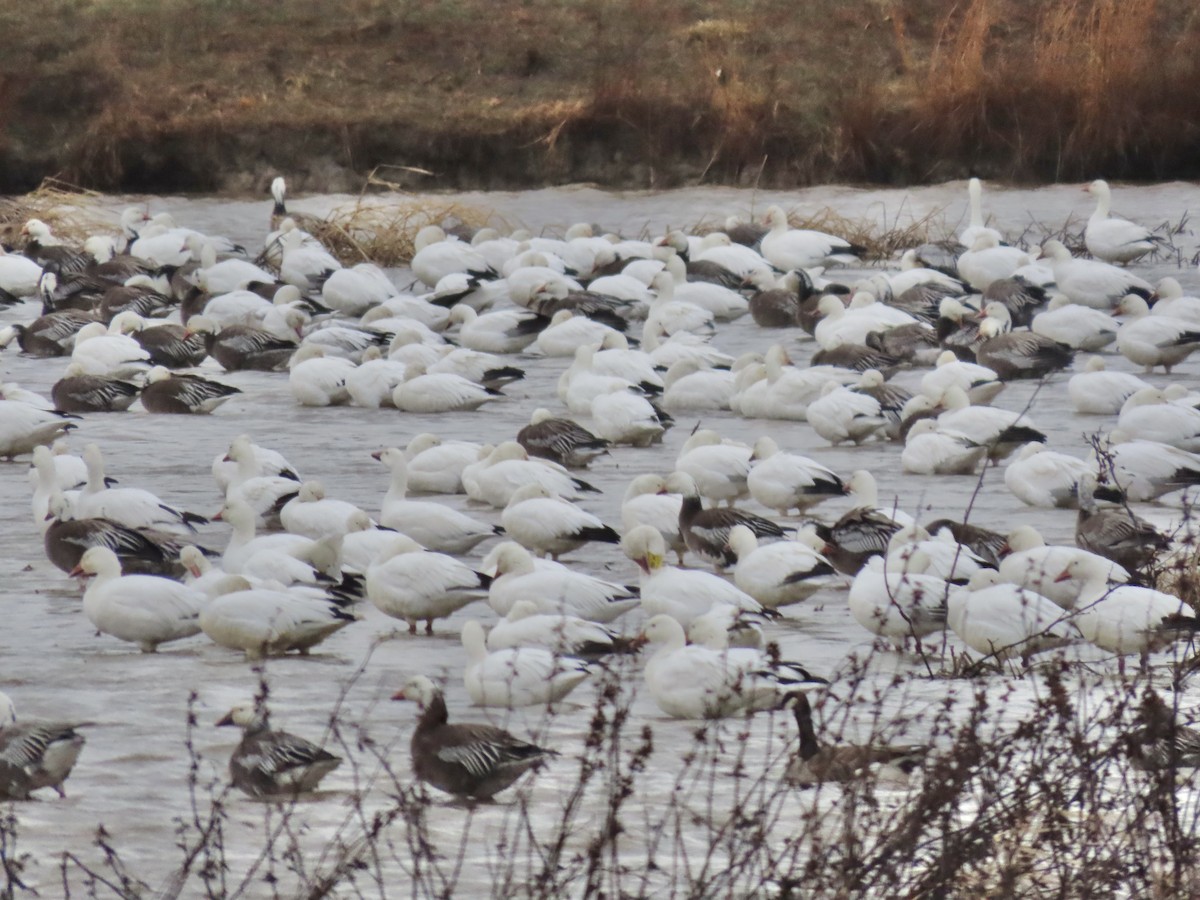 husa sněžní - ML645231149