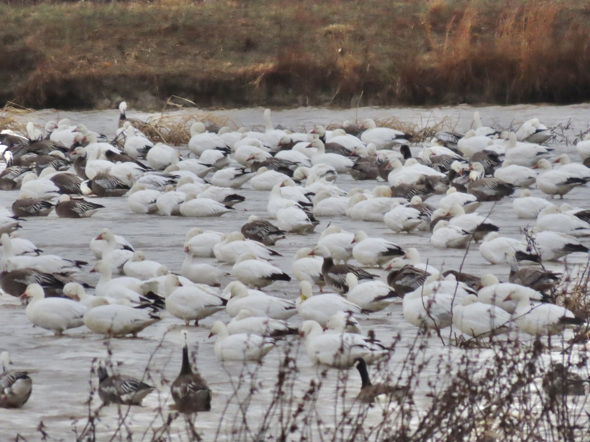 husa sněžní - ML645231150