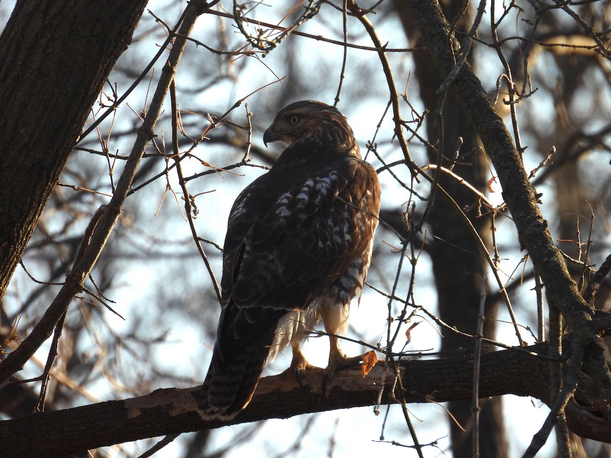 Red-tailed Hawk - ML645231151