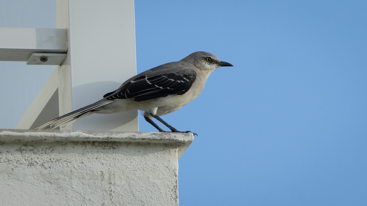 Tropikal Taklitçi (gracilis/leucophaeus) - ML645231160