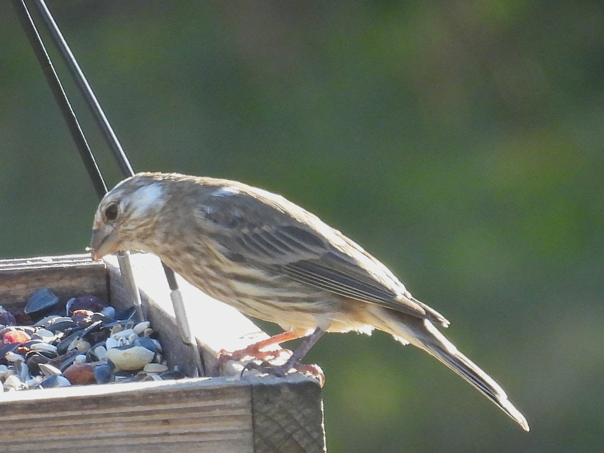 House Finch - ML645231161
