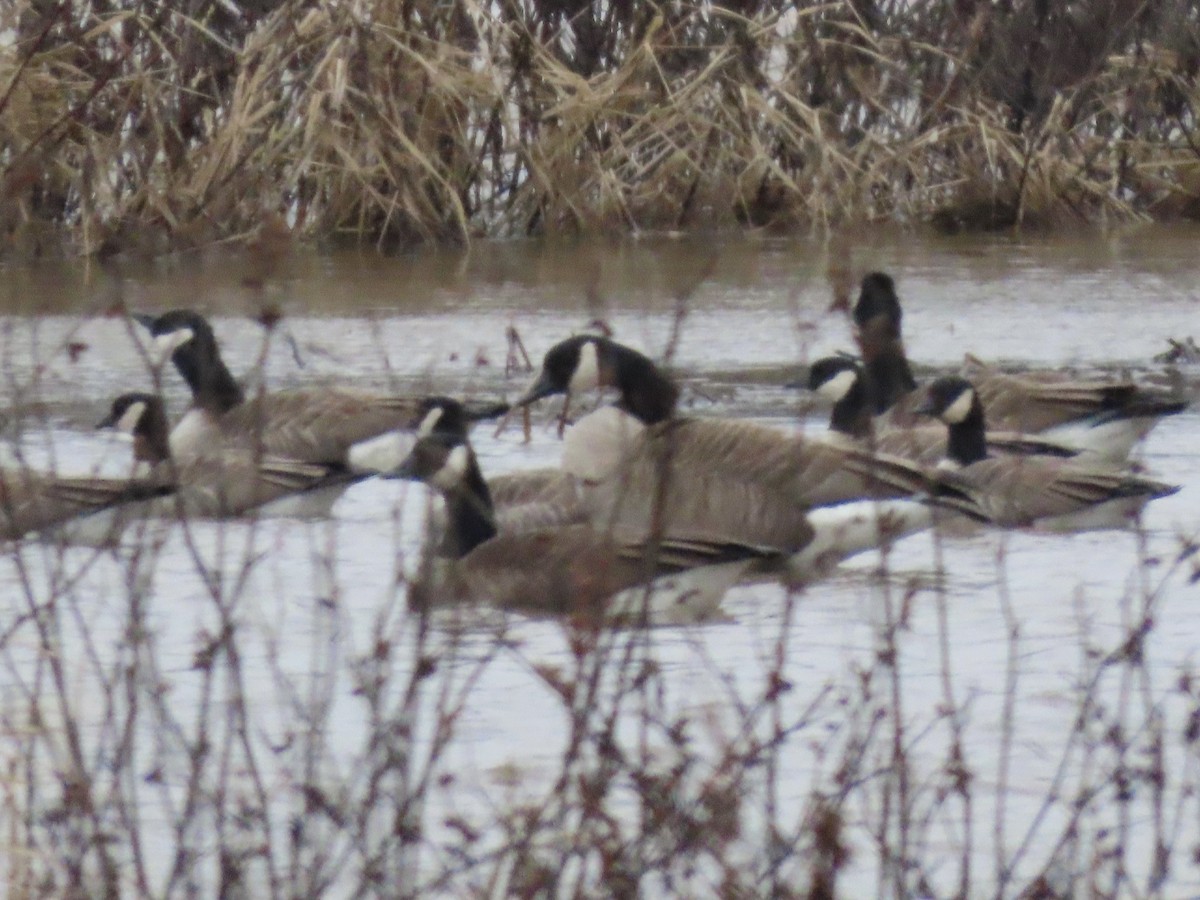 berneška malá - ML645231166