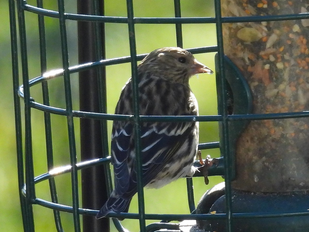 Pine Siskin - ML645231167