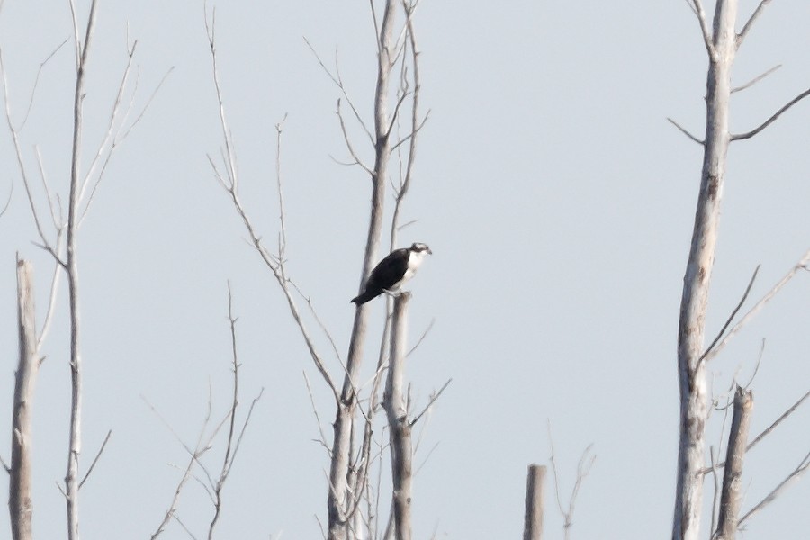 Osprey - ML645231193