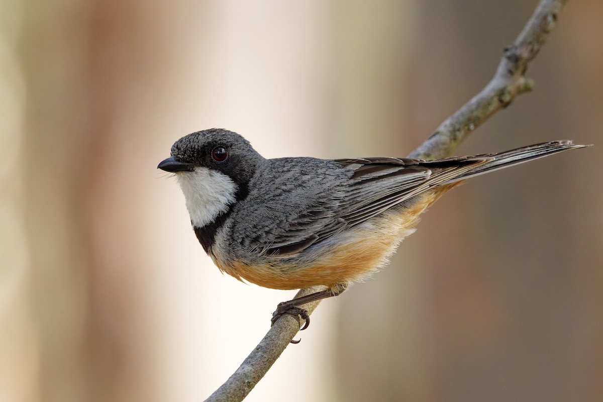 アカハラモズヒタキ - ML645231205