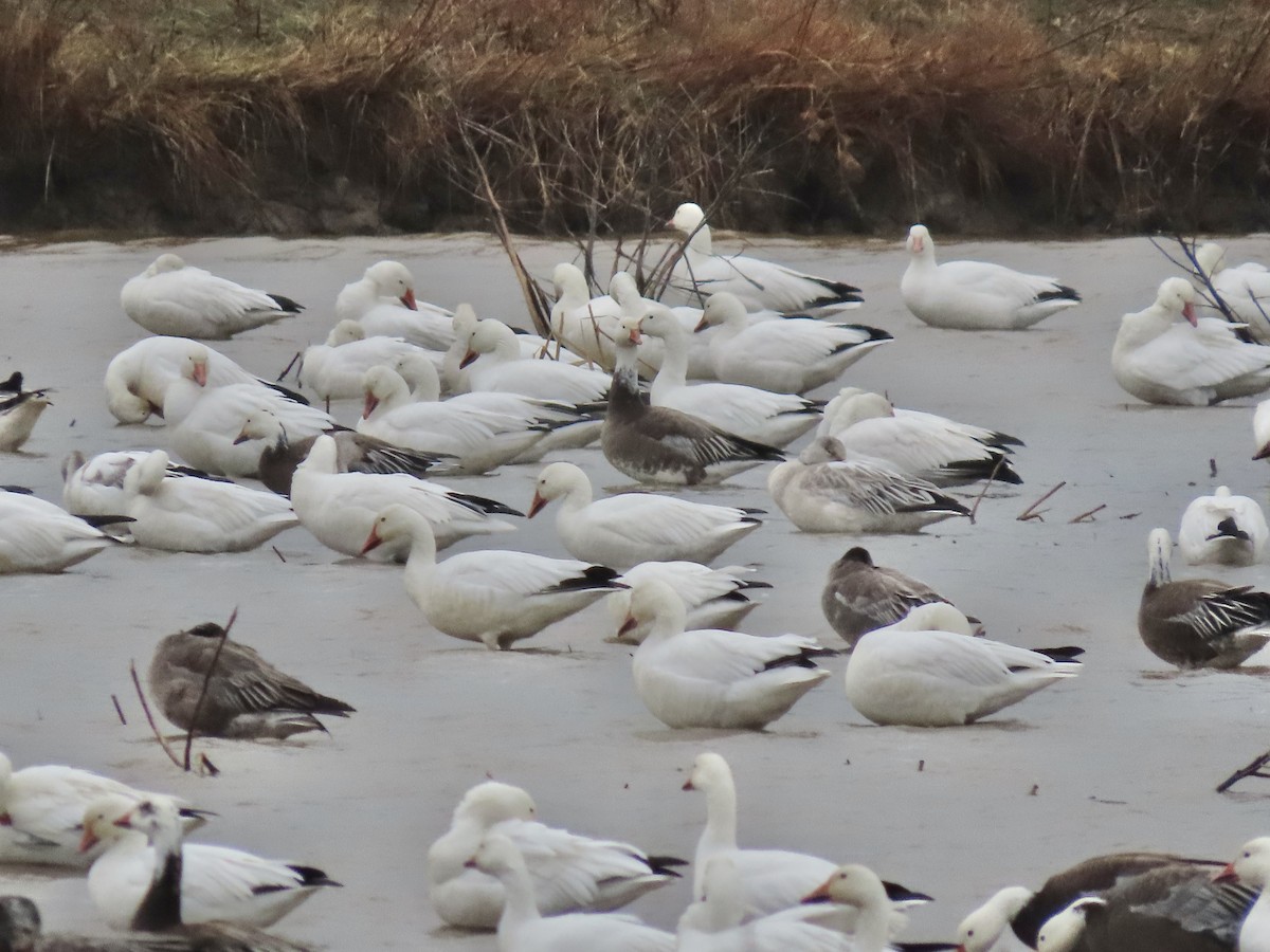 husa sněžní - ML645231212