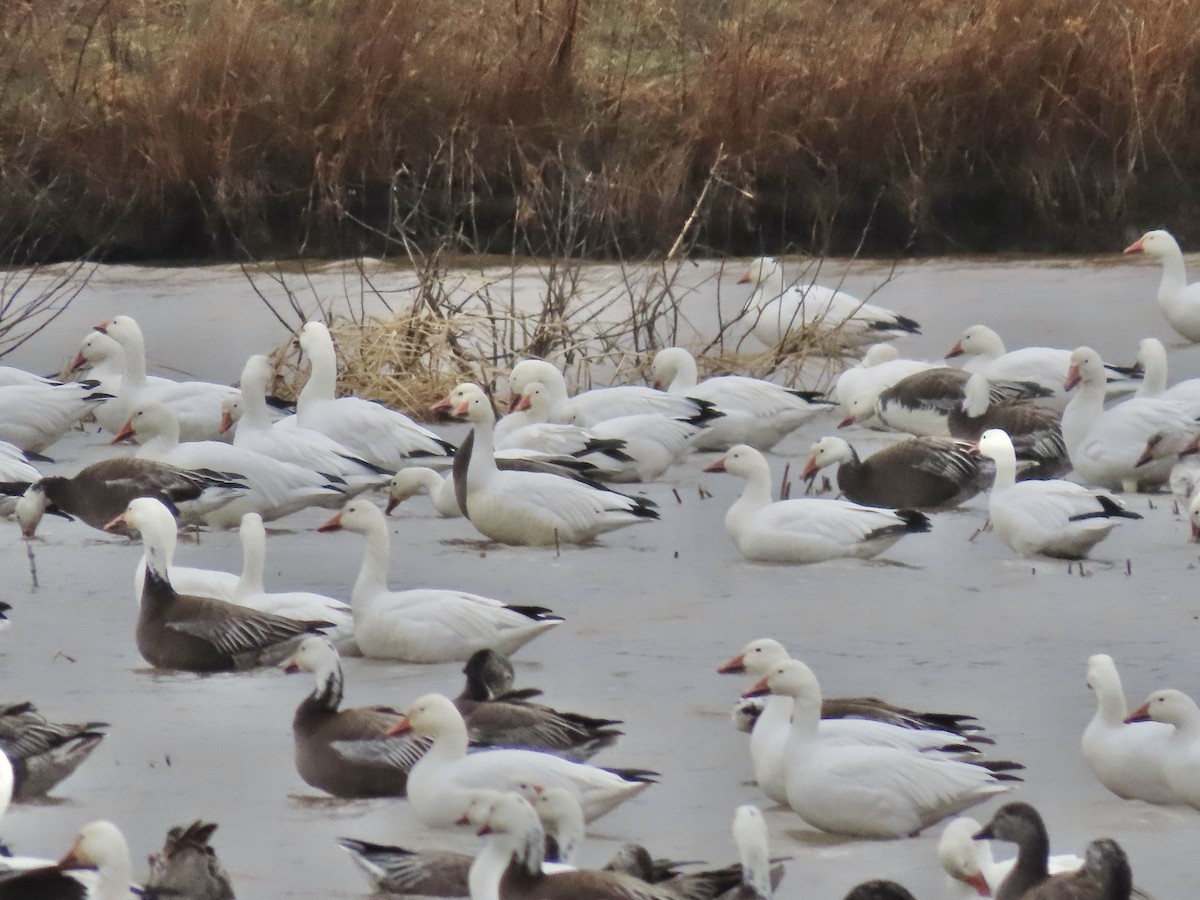 husa sněžní - ML645231213