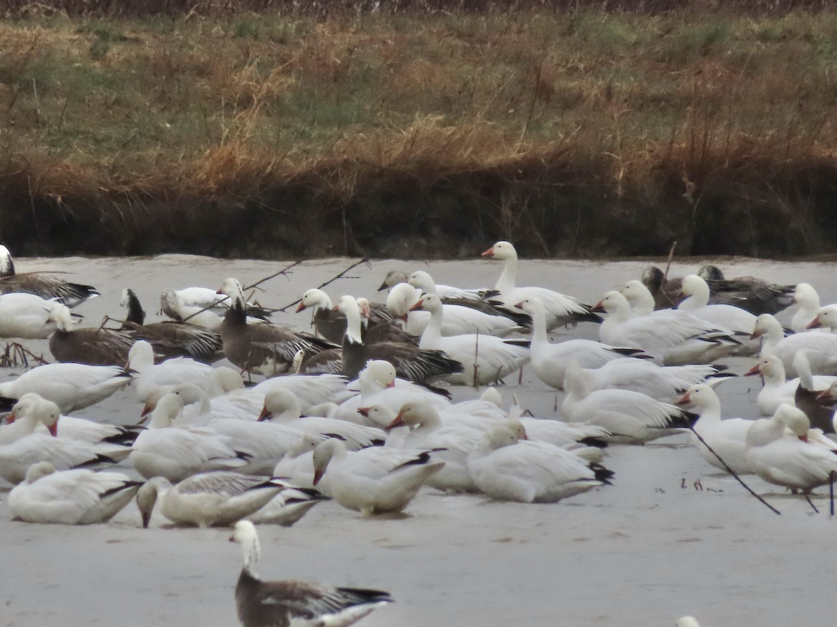 husa sněžní - ML645231214