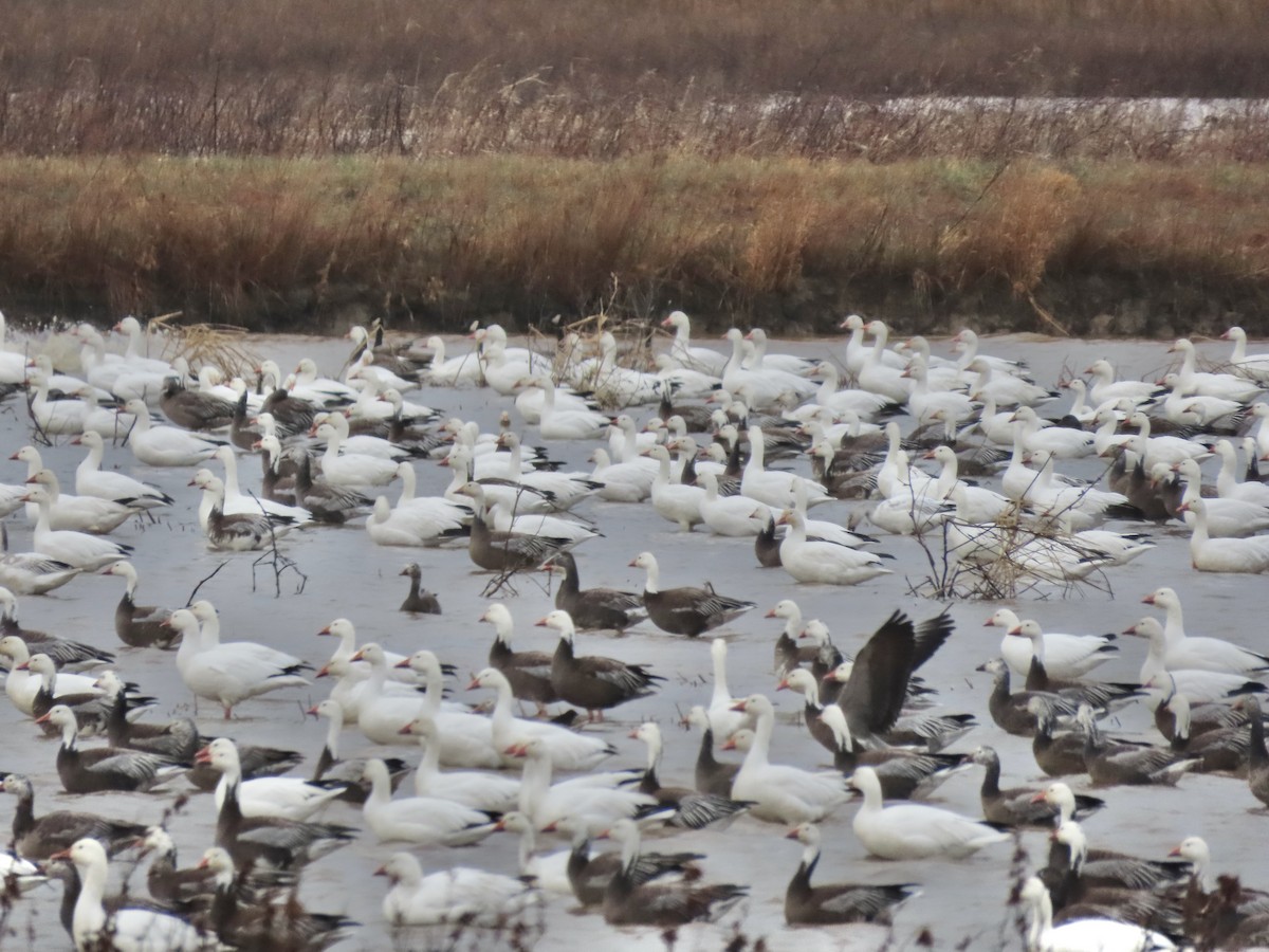 husa sněžní - ML645231217