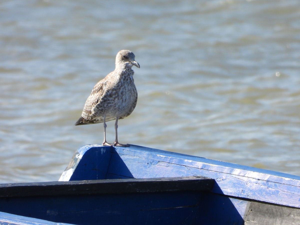 Lesser Black-backed Gull (fuscus) - ML645231219
