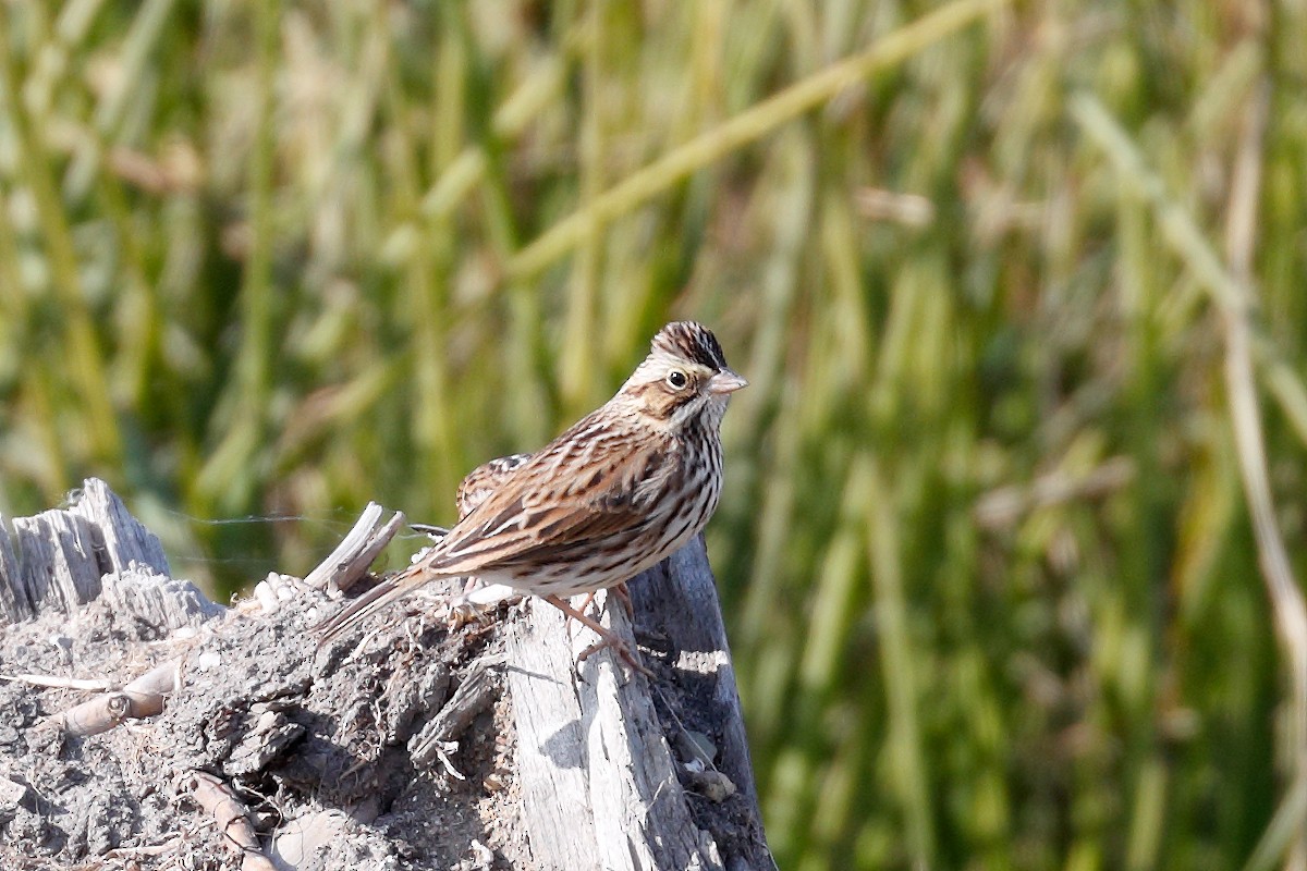 Savannah Sparrow - ML645231220