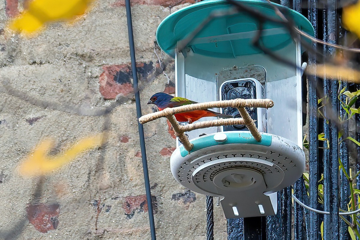 papežík zelenohřbetý - ML645231221