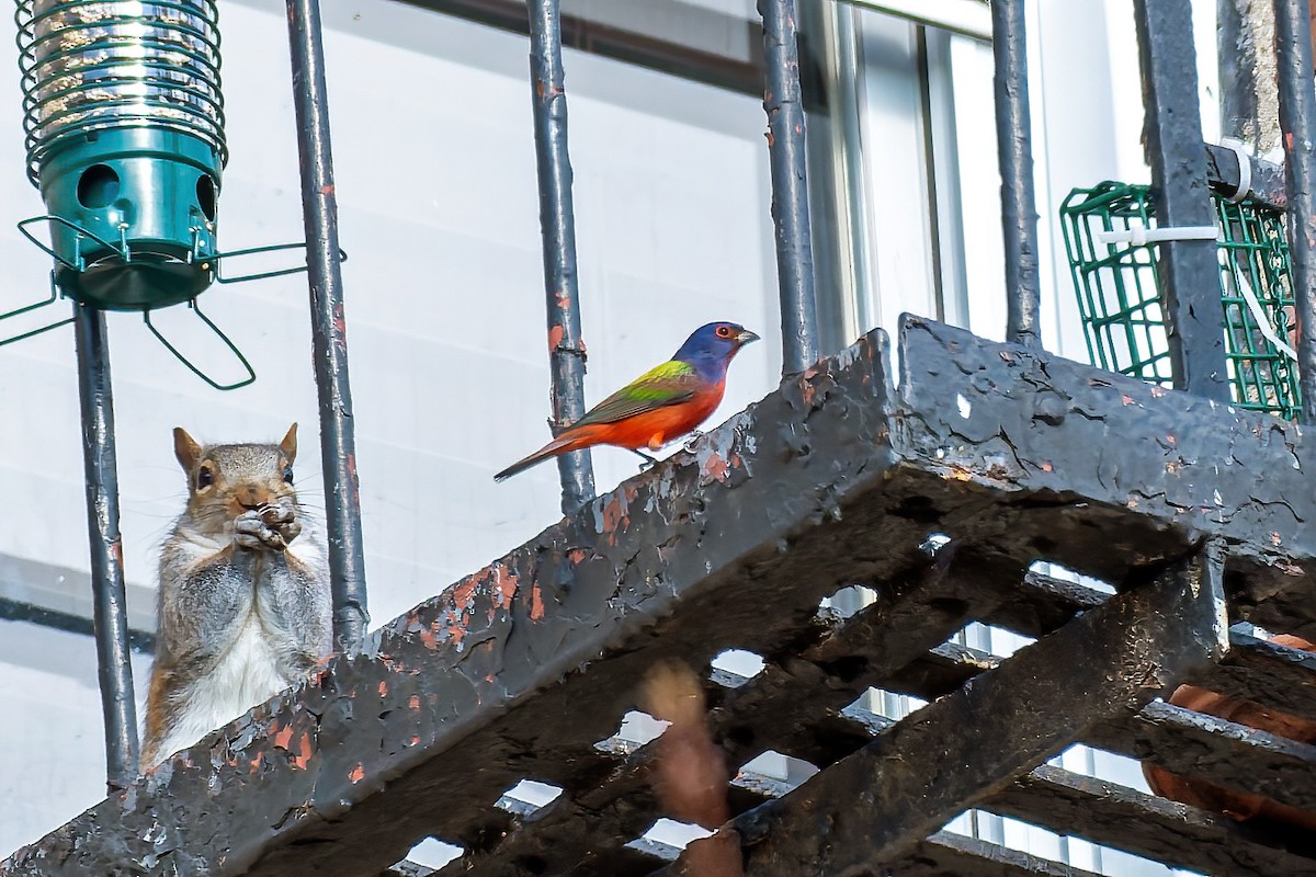 papežík zelenohřbetý - ML645231223