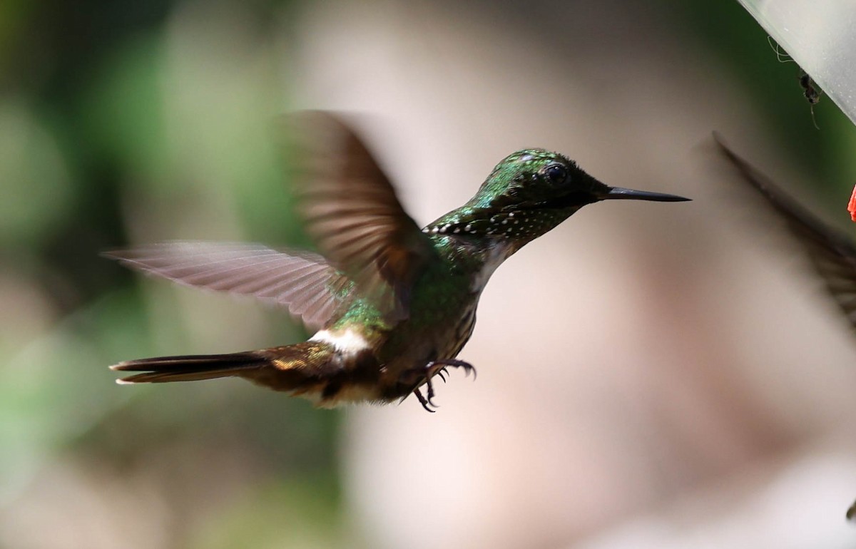 Festive Coquette - ML645231229