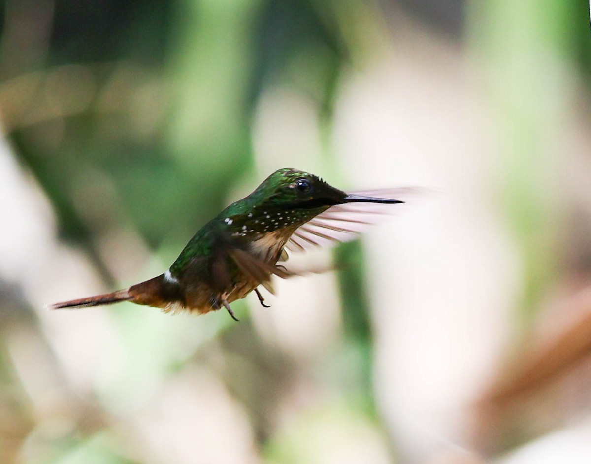 Festive Coquette - ML645231230