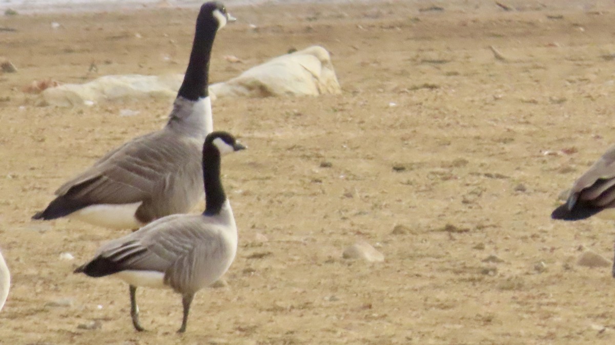 berneška malá - ML645231231