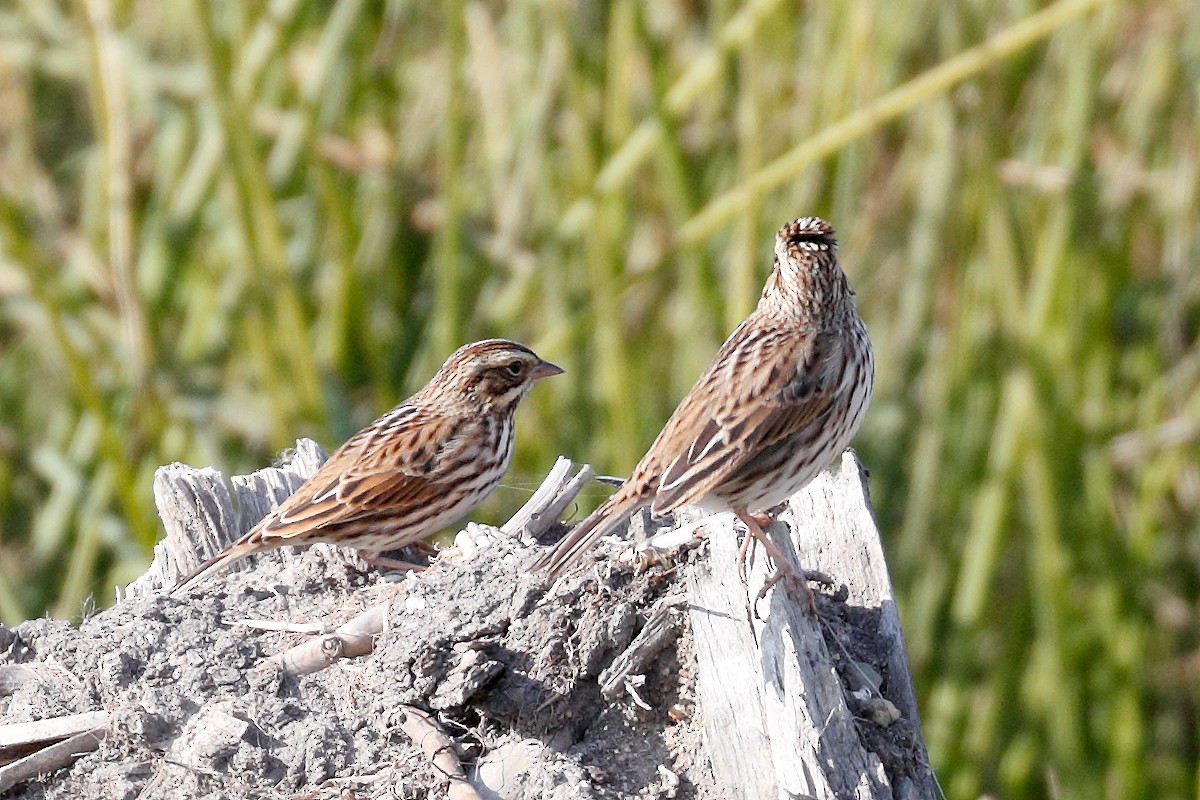 Savannah Sparrow - ML645231232
