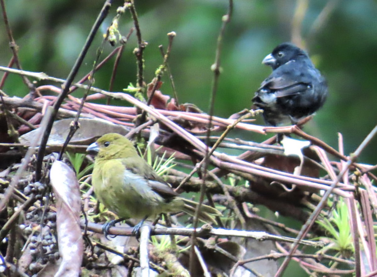 Variable Seedeater - ML645231233