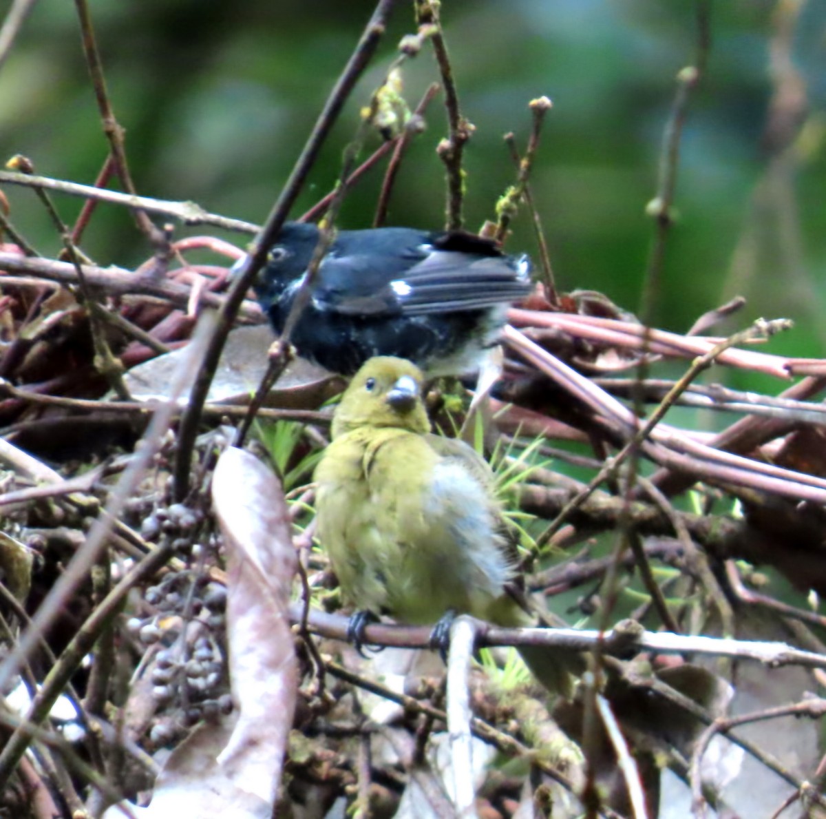 Variable Seedeater - ML645231234