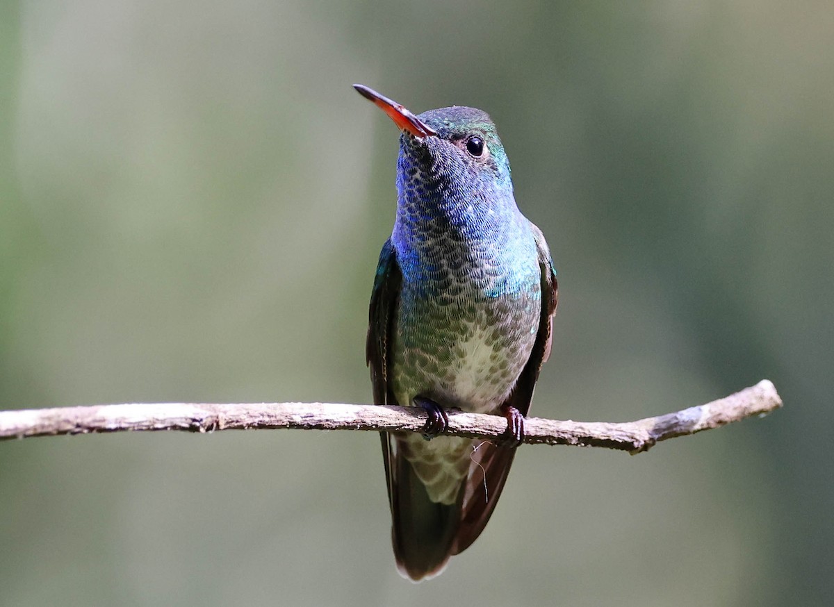White-chinned Sapphire - ML645231240