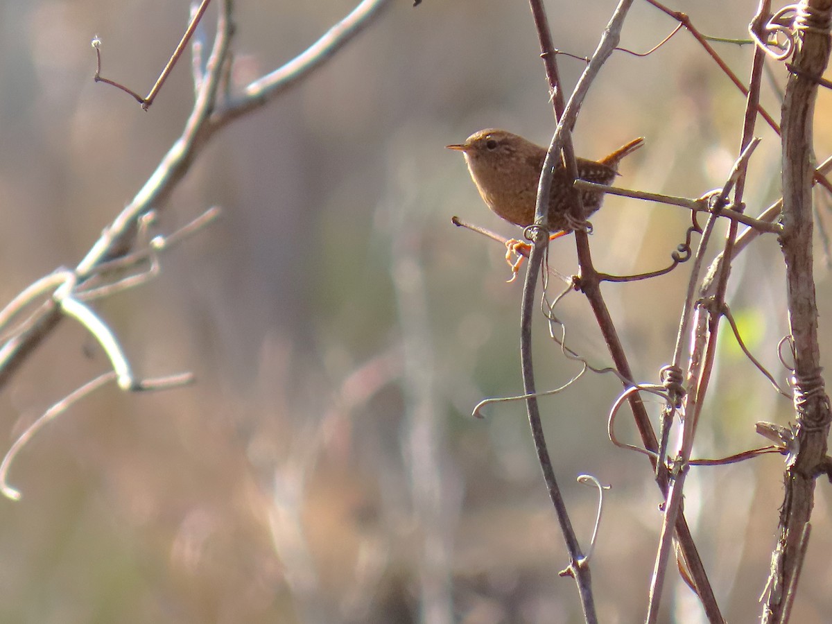 střízlík kanadský - ML645231250