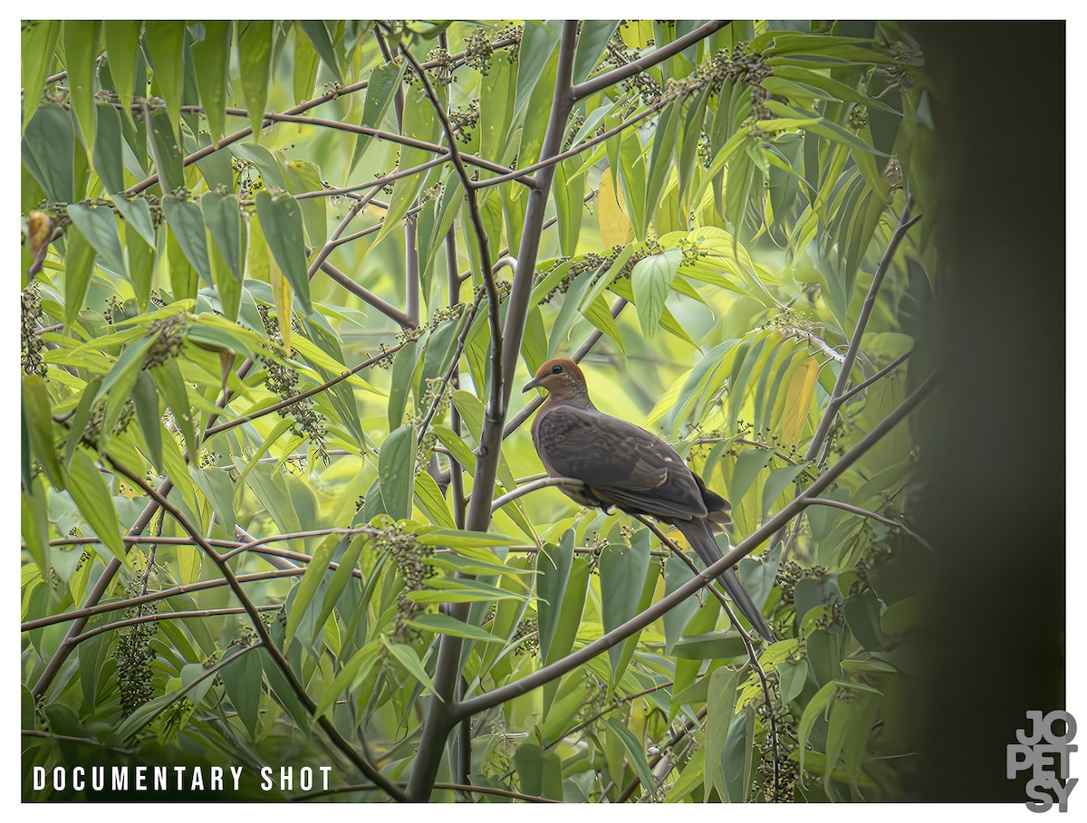 Palawan Cuckoo-Dove (undescribed form) - ML645231251