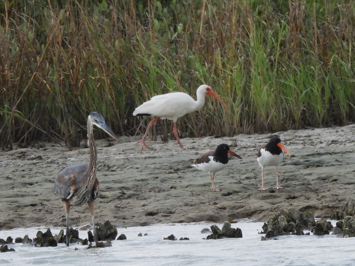 White Ibis - ML645231265