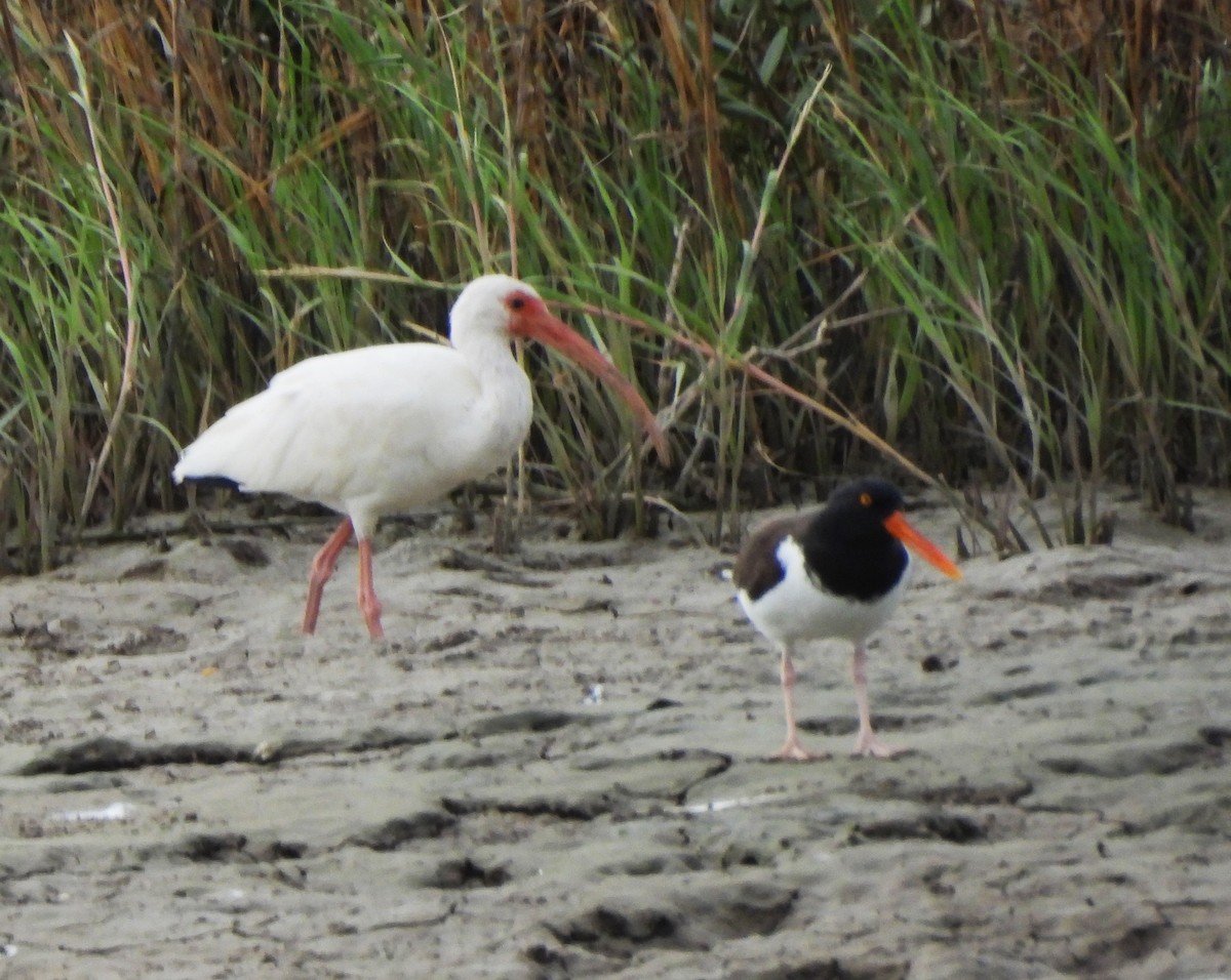 White Ibis - ML645231266