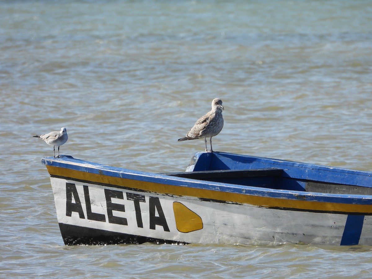 Lesser Black-backed Gull (fuscus) - ML645231268