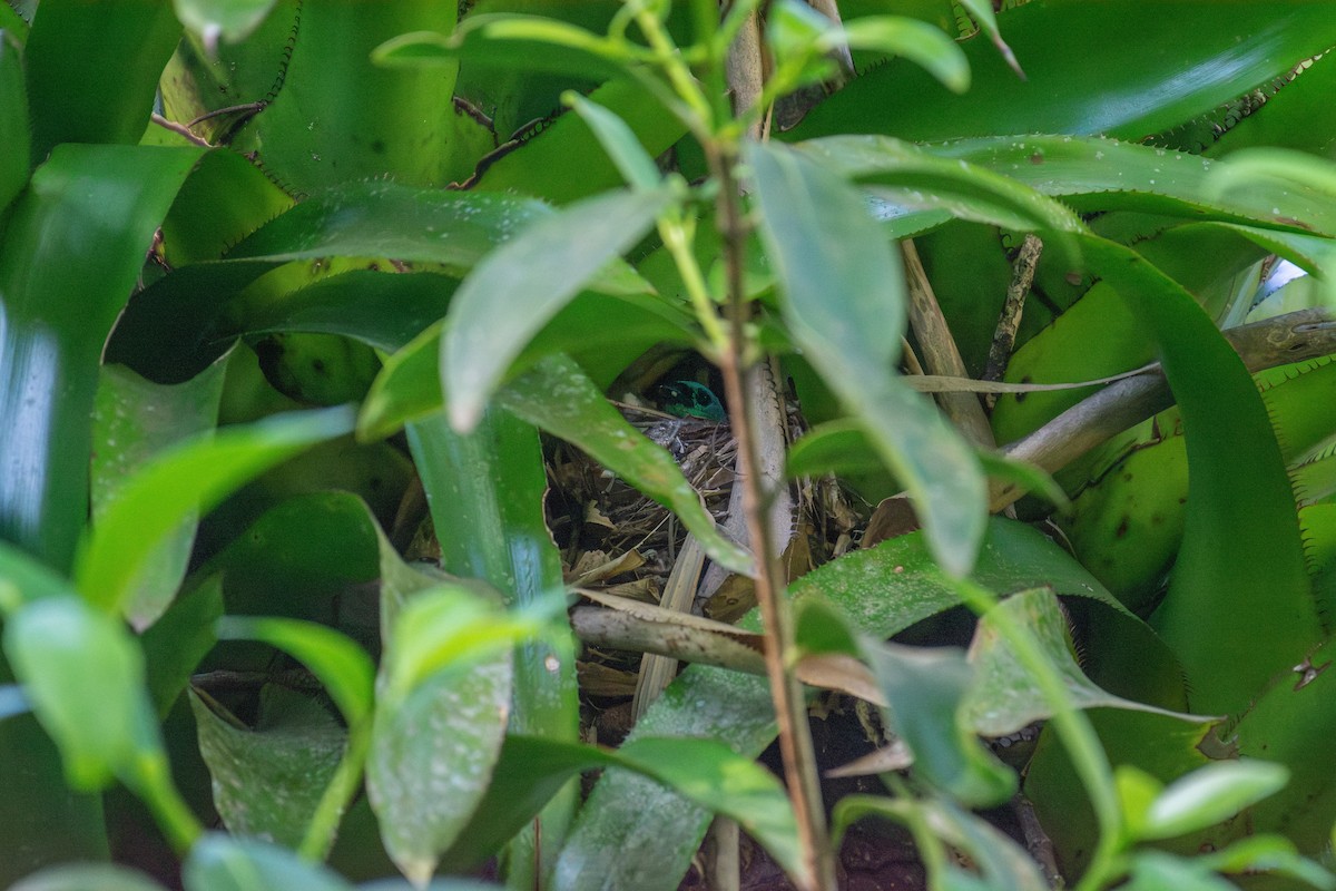 Green-headed Tanager - ML645231295