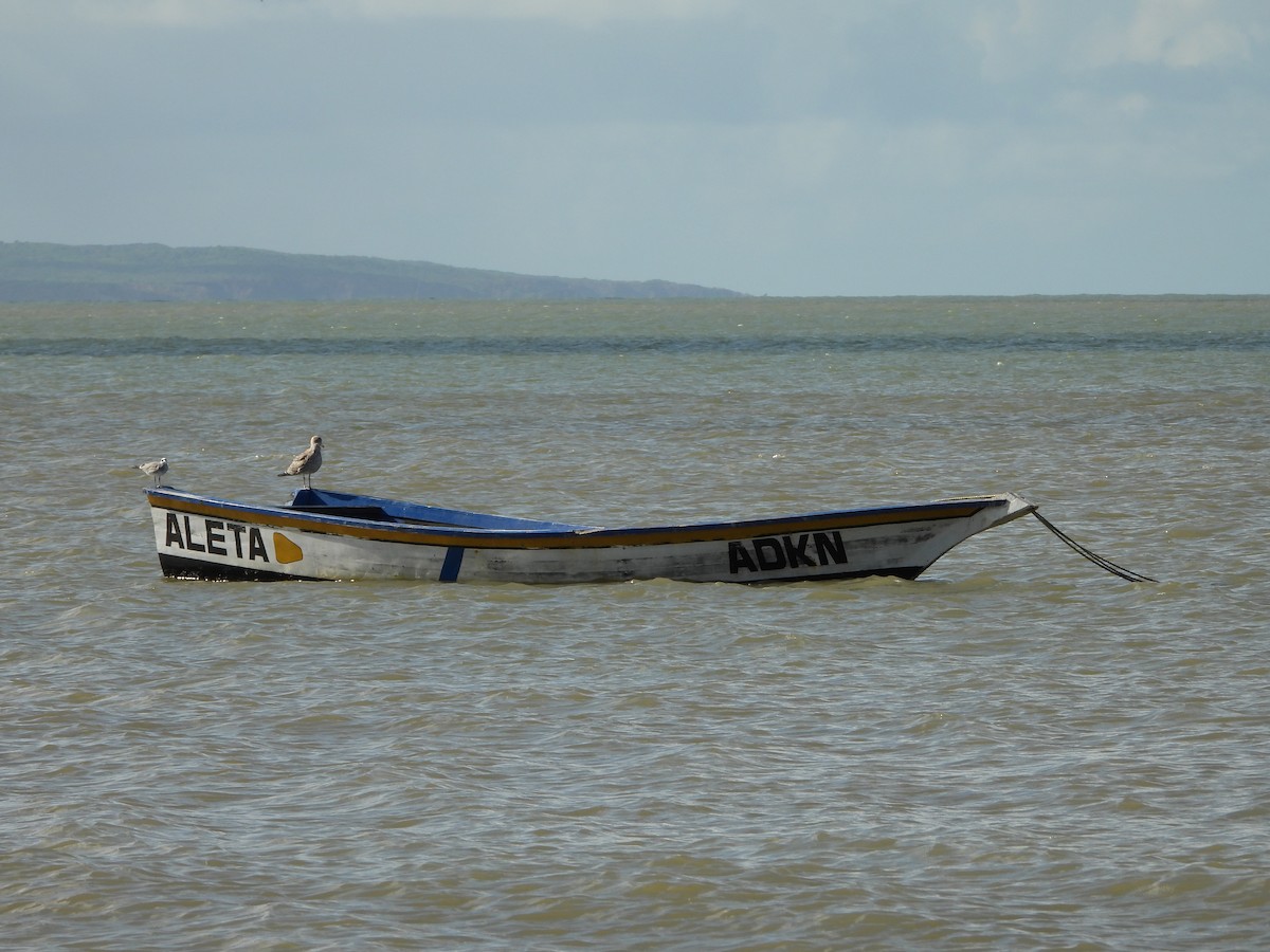 Lesser Black-backed Gull (fuscus) - ML645231327