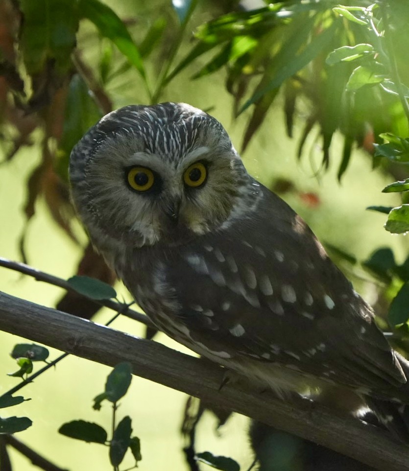 Sägekauz - ML645231331