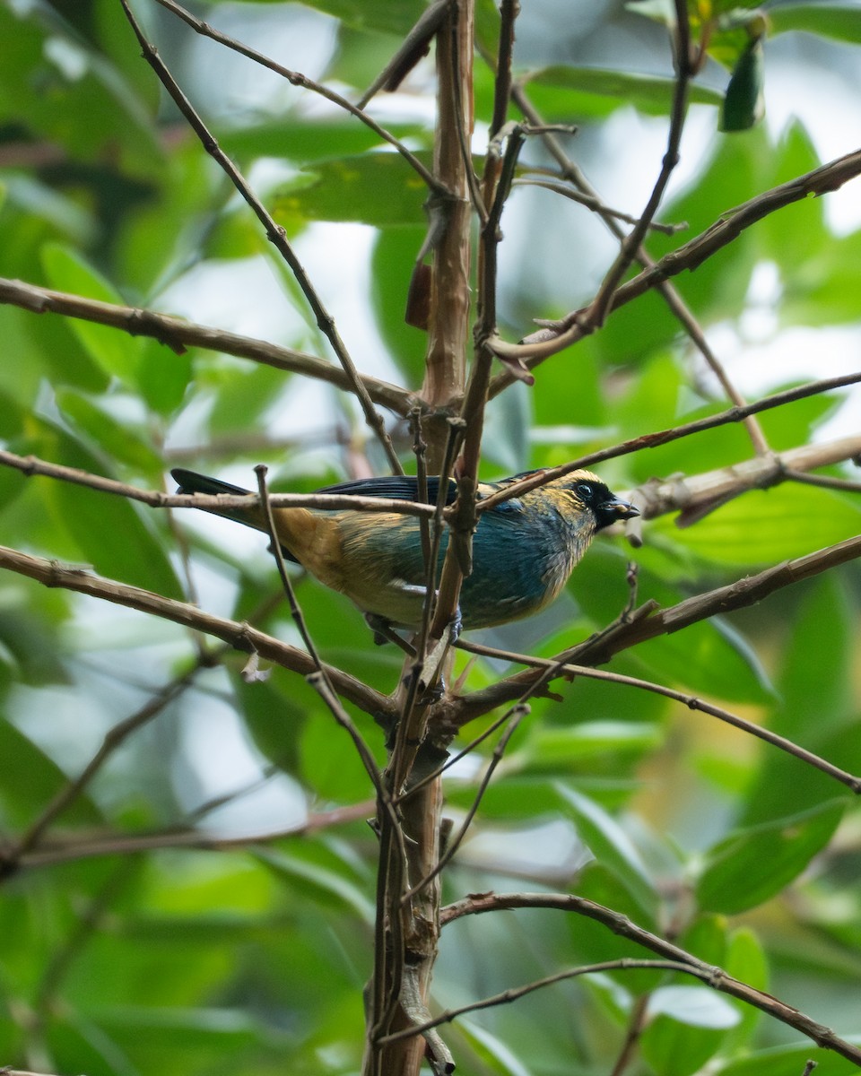 テリミドリフウキンチョウ - ML645231332