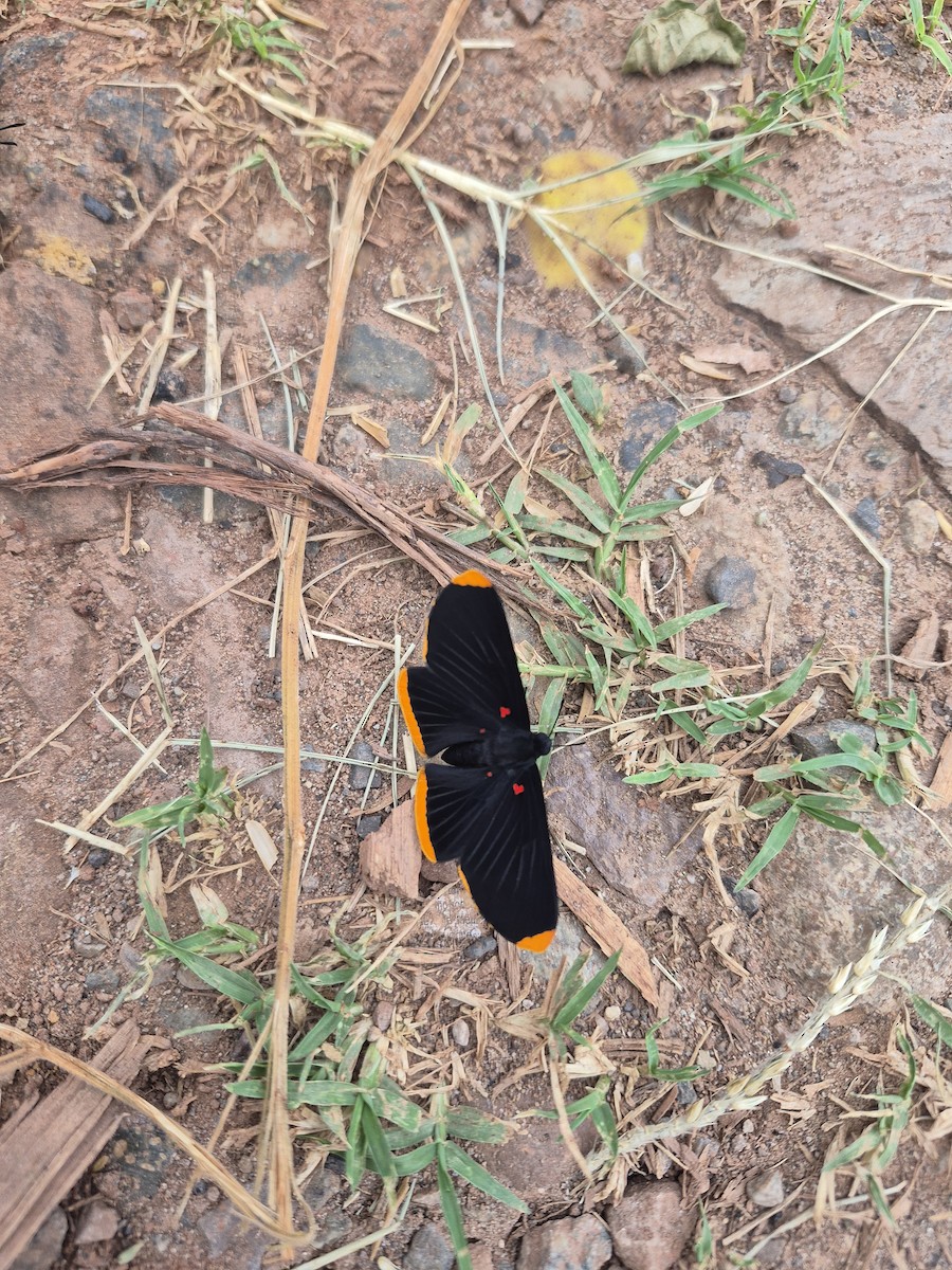 Insects - ML645231336