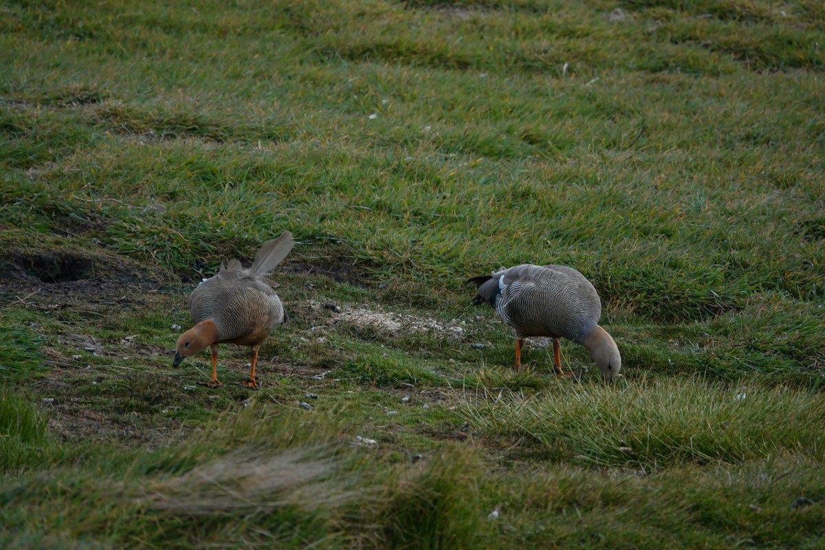 Rotkopfgans - ML645231337