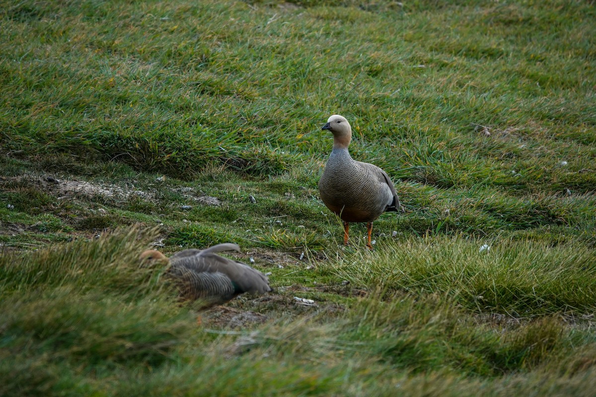 Rotkopfgans - ML645231338