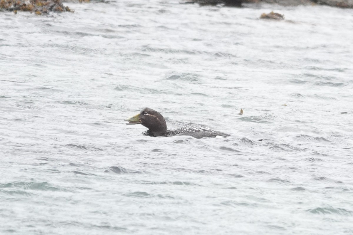 Falkland-Dampfschiffente - ML645231343