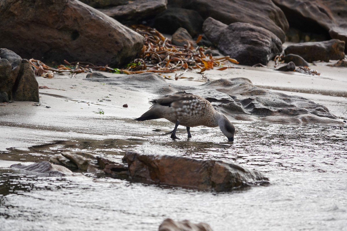 Schopfente - ML645231350