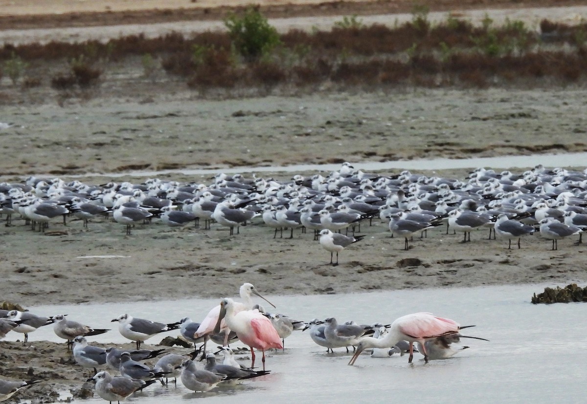 Roseate Spoonbill - ML645231352