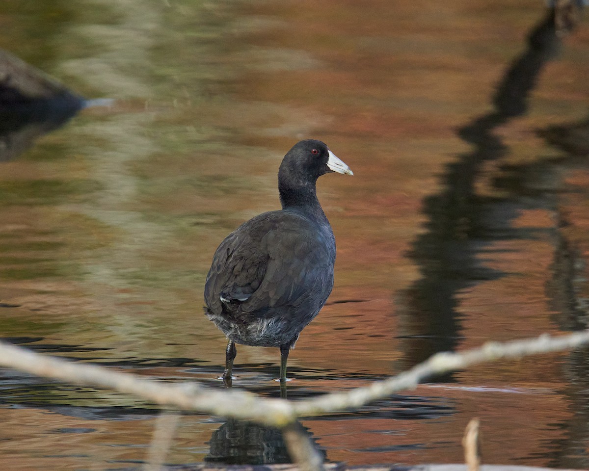 Foulque d'Amérique - ML645231353