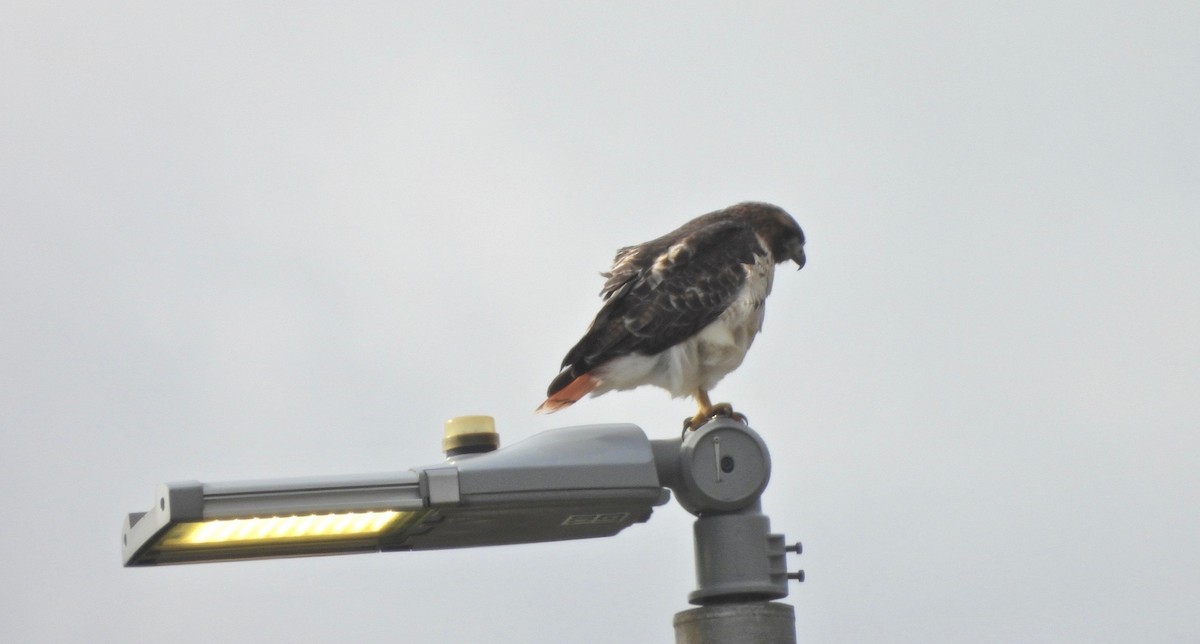 Red-tailed Hawk - ML645231366