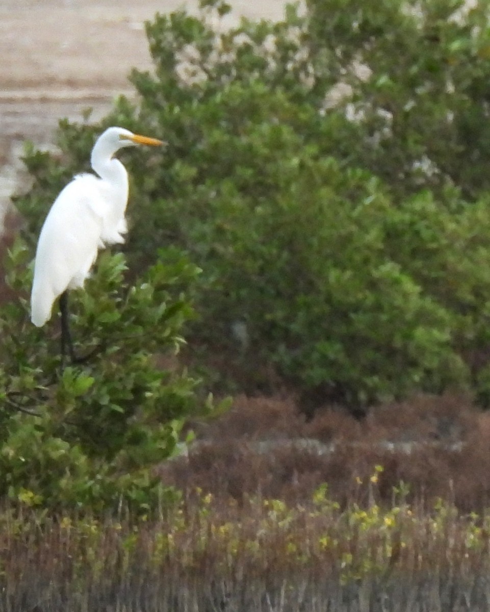 volavka bílá - ML645231368